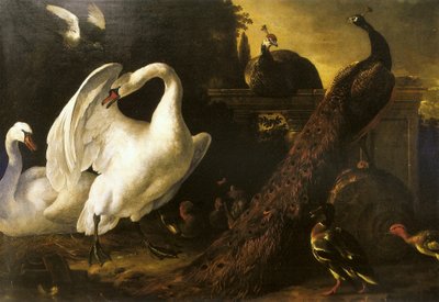 Cigni e pavoni da Melchior de Hondecoeter